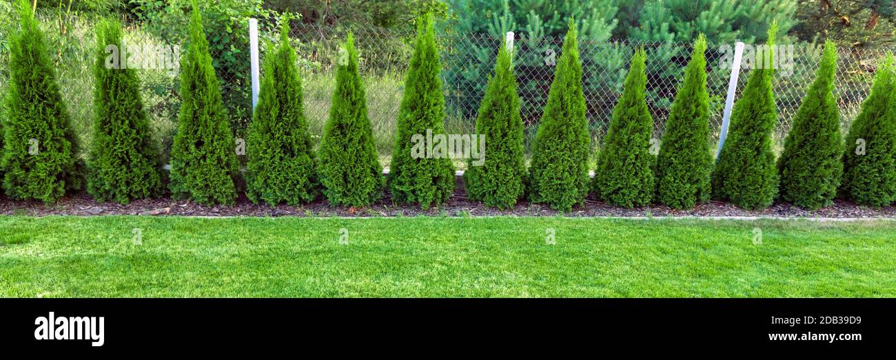 green grass with thuja trees in garden Stock Photo