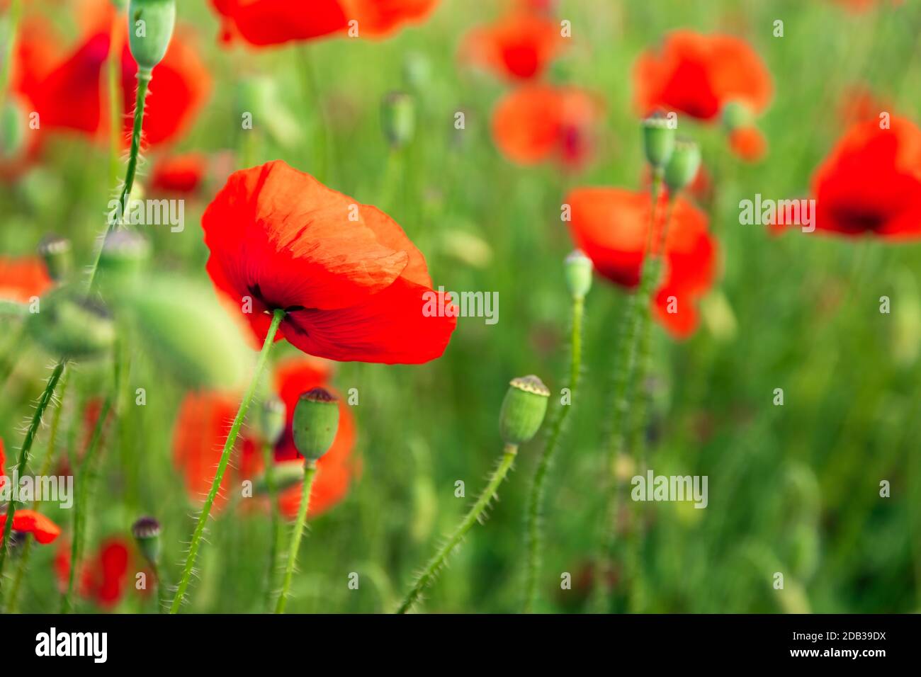 green meadow with red poppy flowers Stock Photo