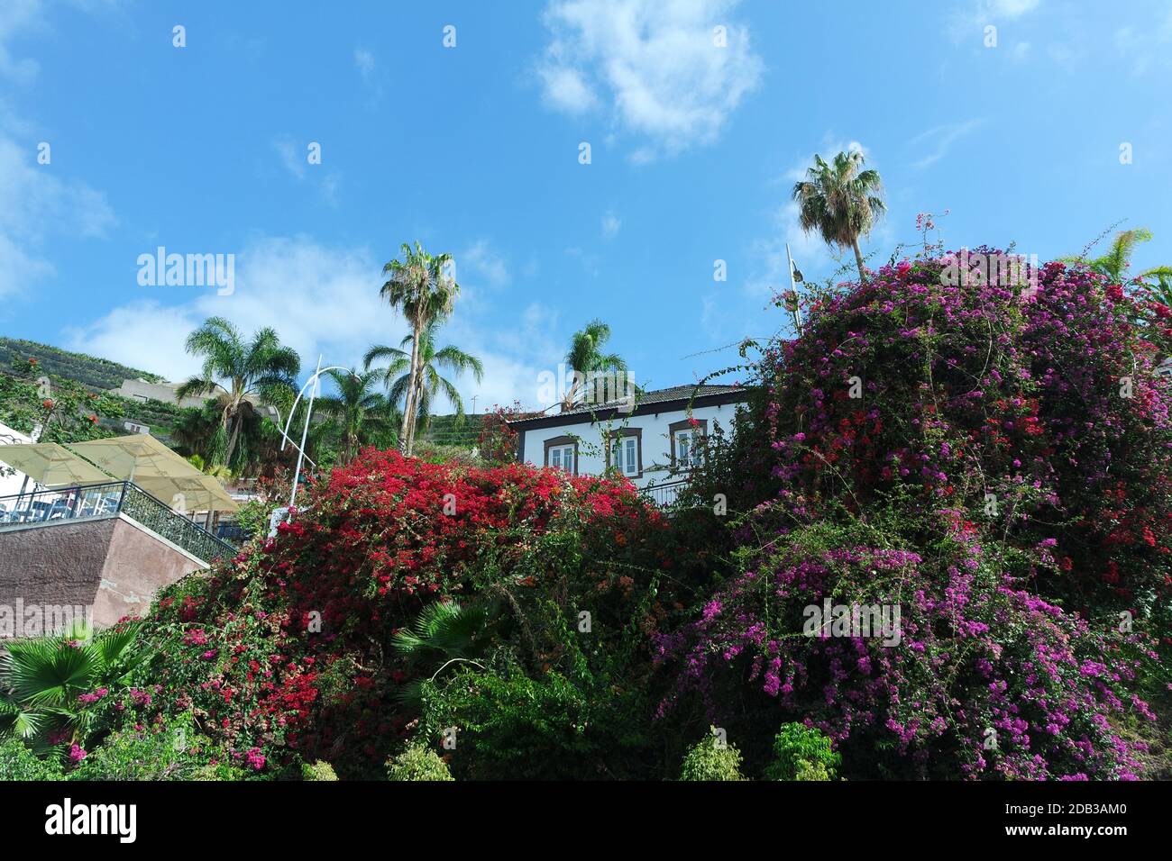 Eternal spring, Madeira Stock Photo Alamy