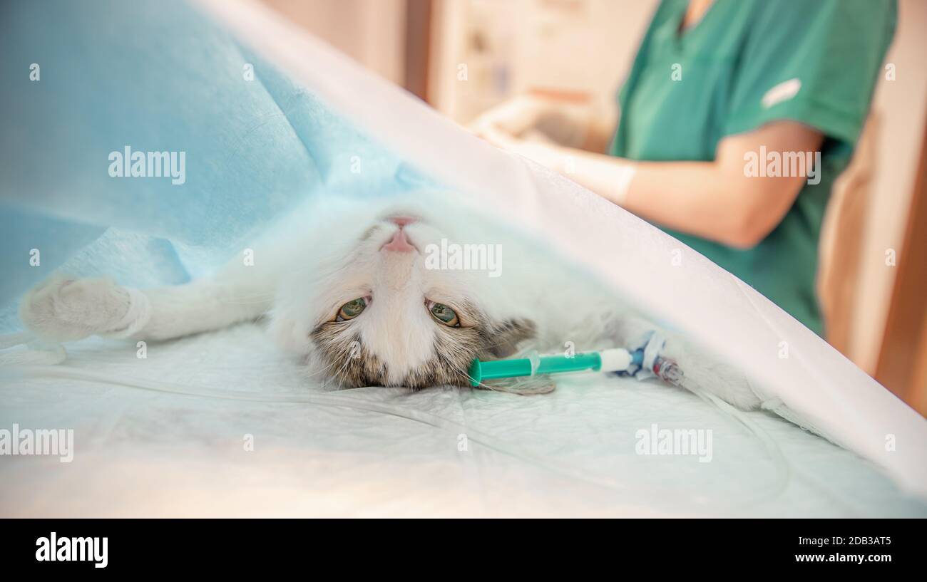 cat on surgical table during castration in veterinary clinic Stock
