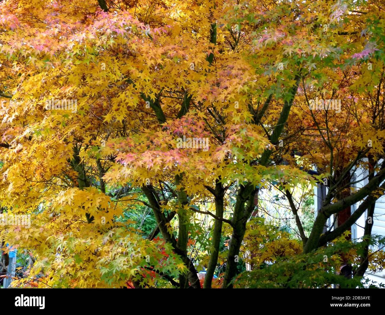 Imposing maple tree with colorful autumn leaves in beautiful light Stock Photo