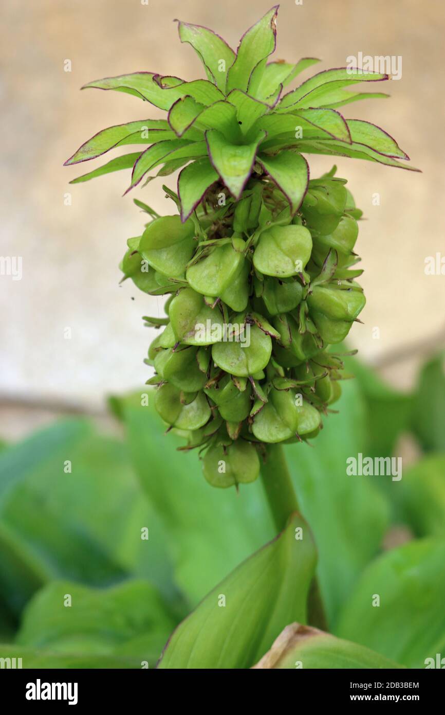 Pineapple lily, Eucomis species, flowering spike with maturing seed pods and a blurred light brown background above with leaves below. Stock Photo