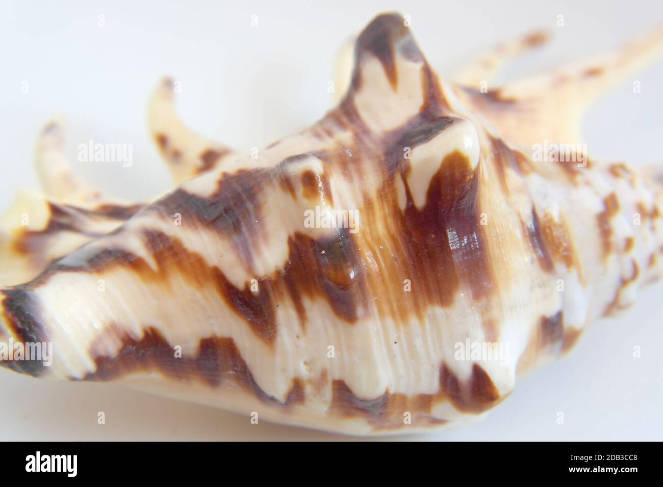 Sea shell macro view texture, shallow DOF Stock Photo - Alamy