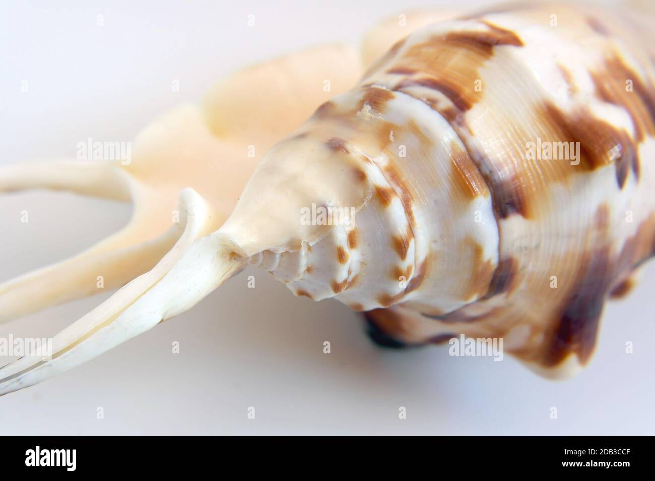 Sea shell macro view texture, shallow DOF Stock Photo - Alamy