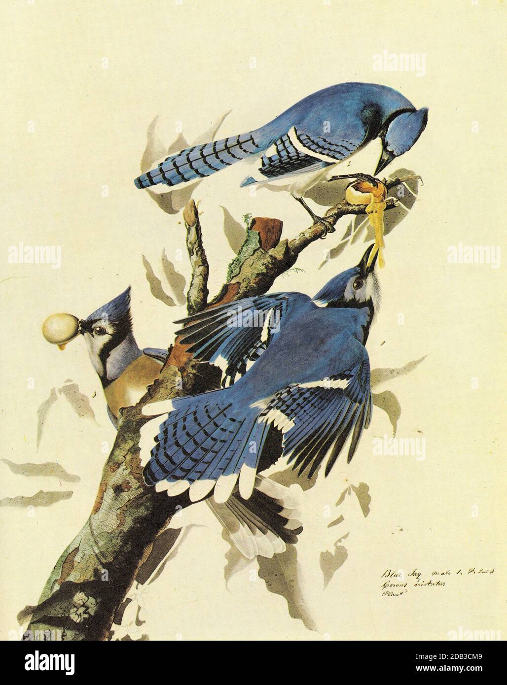 Blue jay, illustration - Stock Image - C033/0693 - Science Photo Library