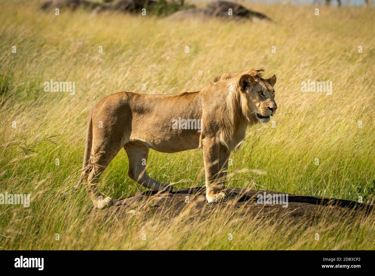 Male lion standing rock hi-res stock photography and images - Alamy