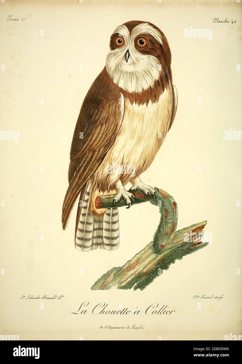 Chouette à collier - The band-bellied owl (Pulsatrix melanota) is a species  of owl in the family Strigidae. Bird of Prey from the Book Histoire  naturelle des oiseaux d'Afrique [Natural History of
