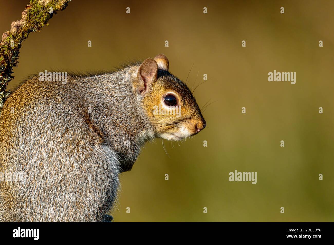 A grey squirrel foraging around bird feeders in mid Wales Stock Photo