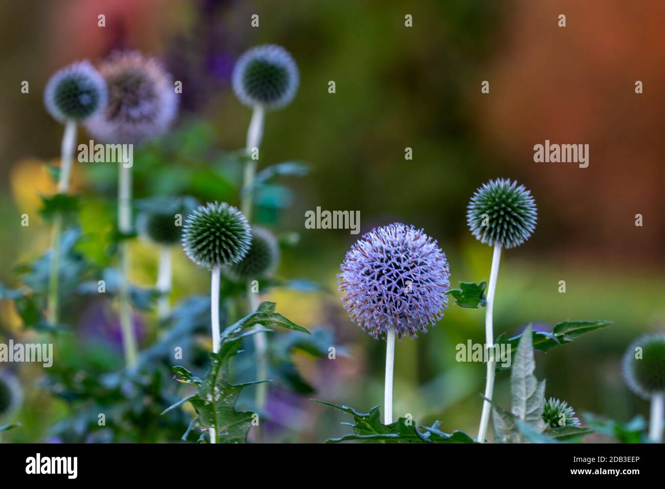 Round flower heads of Allium plant (ornamental onion), blooming purple with selective focus on front flowers. Blurred background of pretty colors Stock Photo