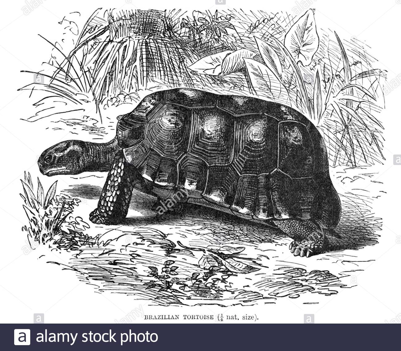 Brazilian Tortoise (Yellow-footed tortoise), vintage illustration from 1896 Stock Photo