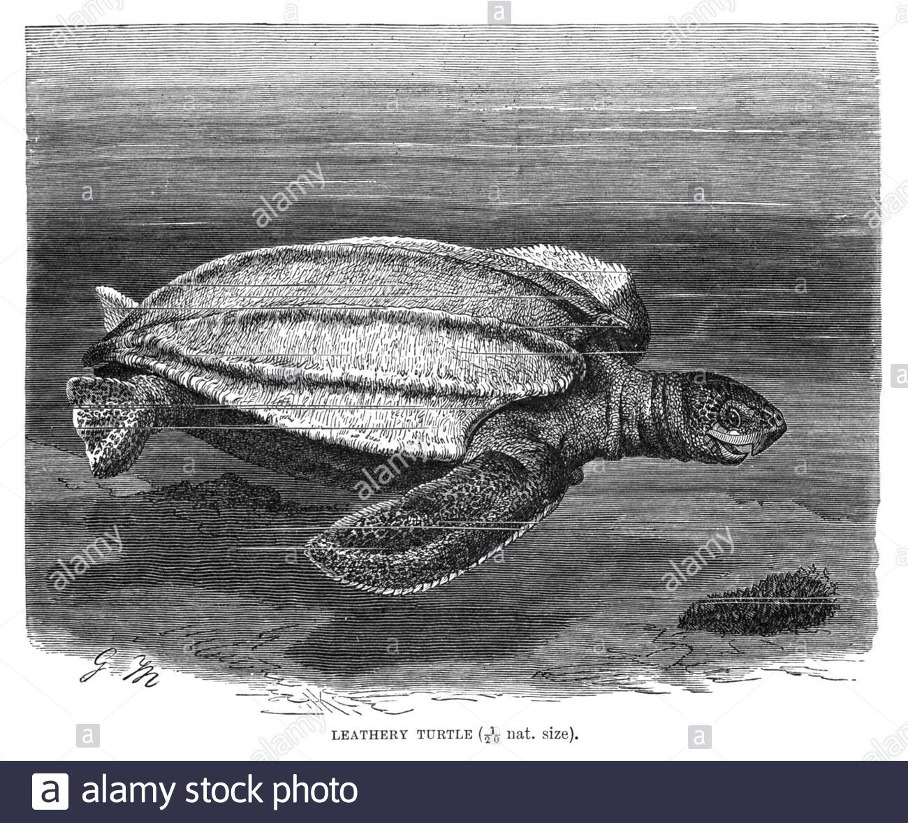Leathery Turtle (Leatherback sea turtle), vintage illustration from 1896 Stock Photo