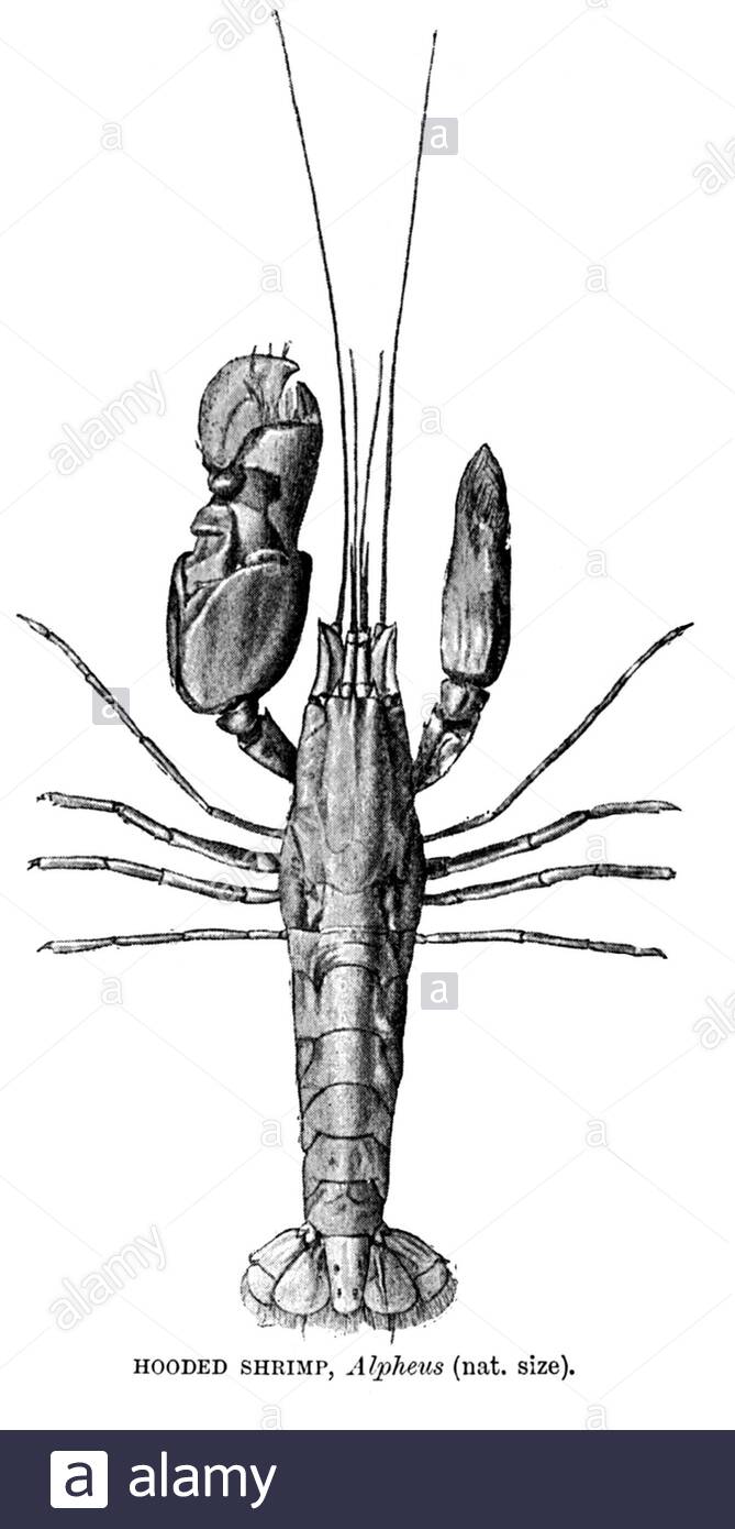 Hooded Shrimp (Cumacea), vintage illustration from 1896 Stock Photo