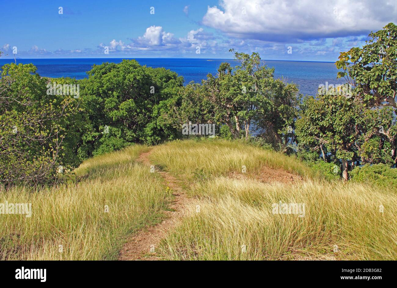 Manchineel Trees Down From Old Fort Barrington in St. Johnâ€™s Antigua Stock Photo