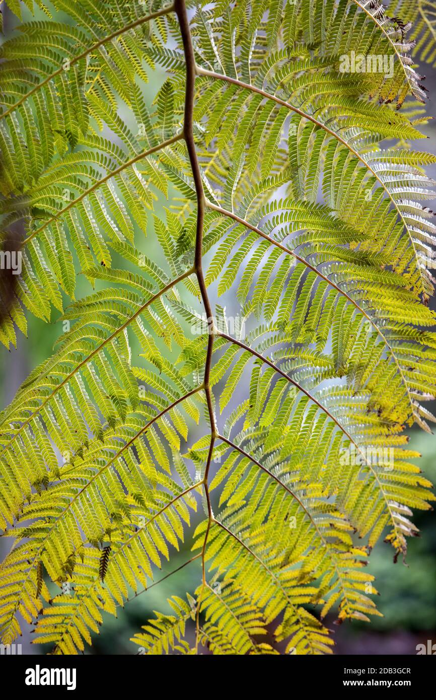 The giant tree fern of New Zealand. The fern symbolizes new life, growth, strength and peace and is used as a symbol of New Zealand flora and tourism. Stock Photo