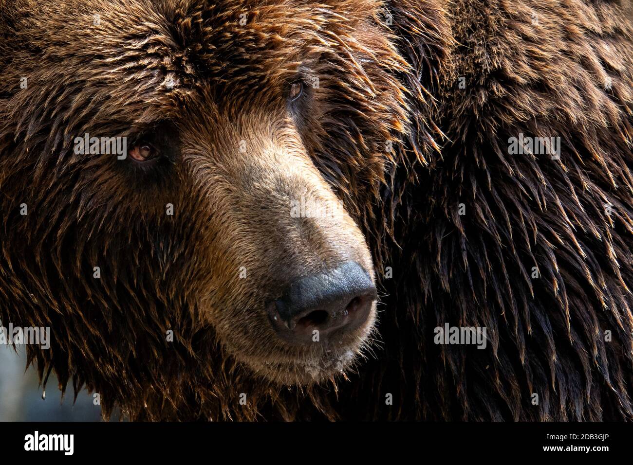 Front view of brown bear. Portrait of Kamchatka bear (Ursus arctos beringianus) Stock Photo