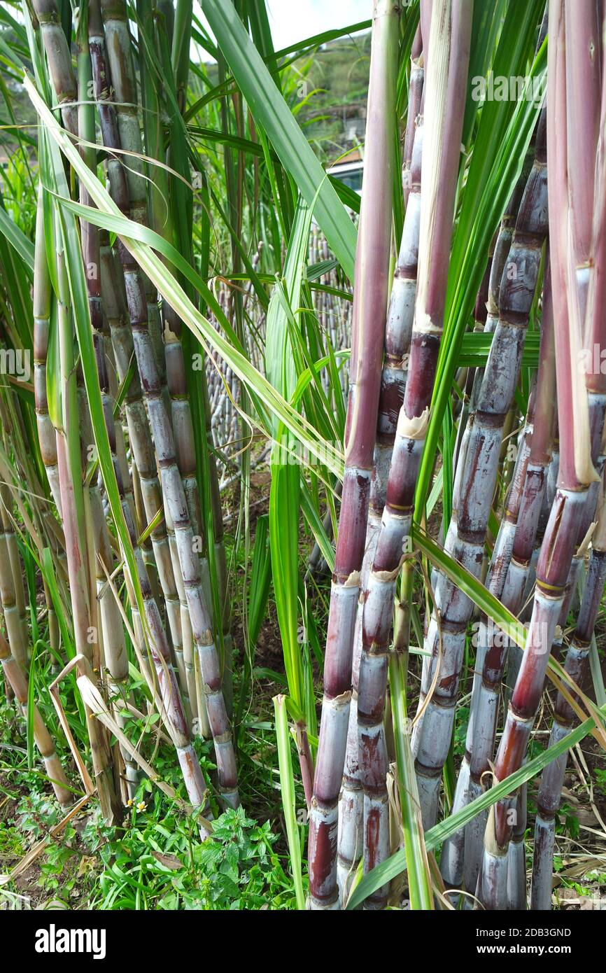 Sugar cane, Madeira Stock Photo