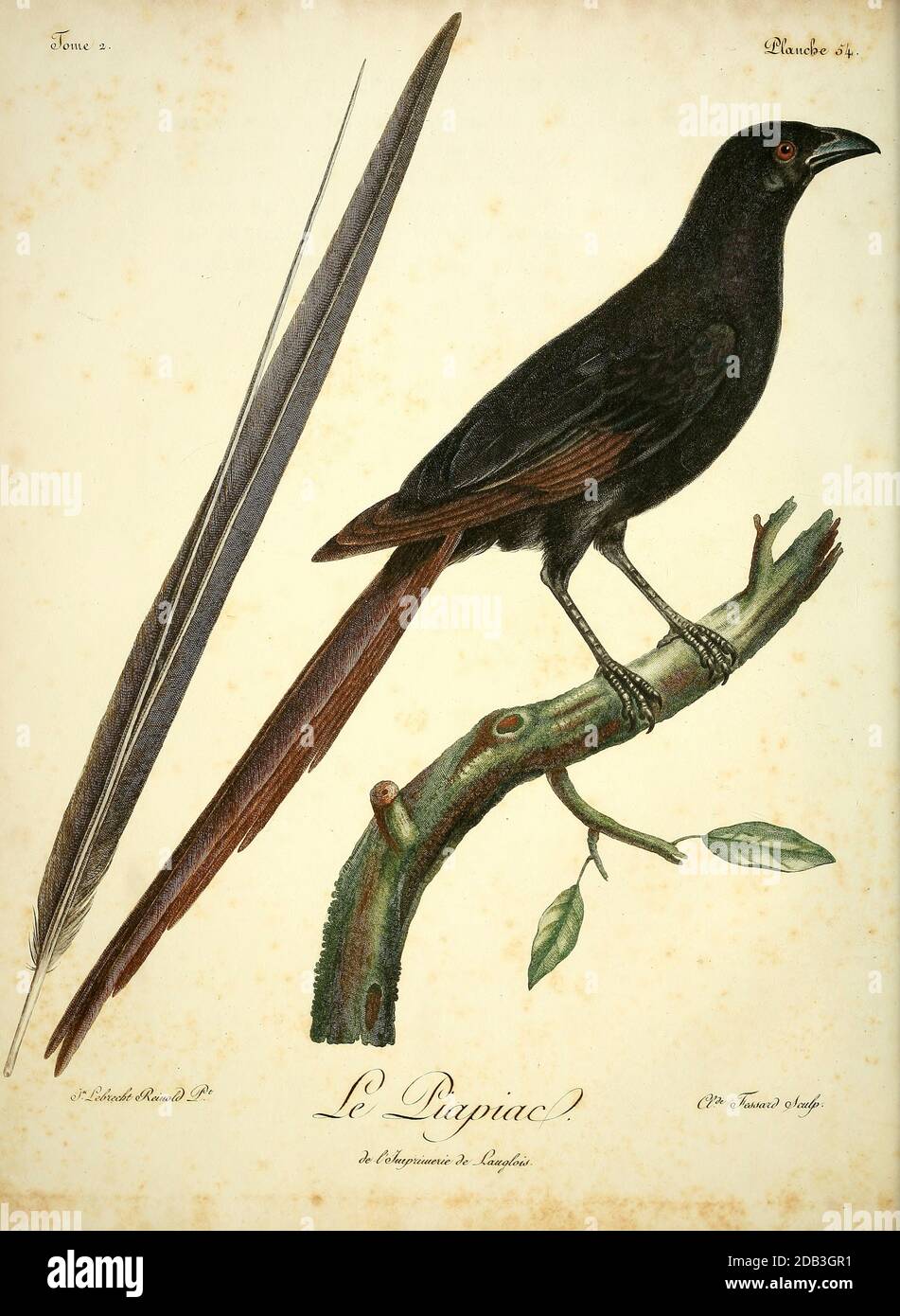 Piapiac africain - The piapiac (Ptilostomus afer) is an African member of the crow family, and is the only member of the genus Ptilostomus. from the Book Histoire naturelle des oiseaux d'Afrique [Natural History of birds of Africa] Volume 2, by Le Vaillant, François, 1753-1824; Publish in Paris by Chez J.J. Fuchs, libraire 1799 Stock Photo