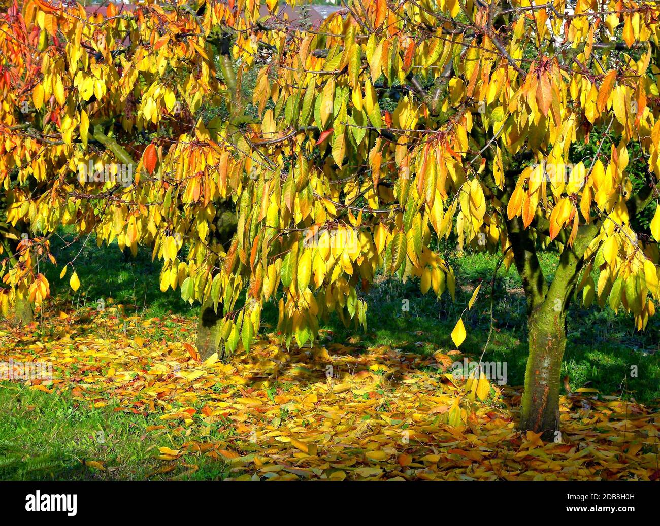 Small cherry trees with bright autumn leaves on the tree and on the ground  3 Stock Photo