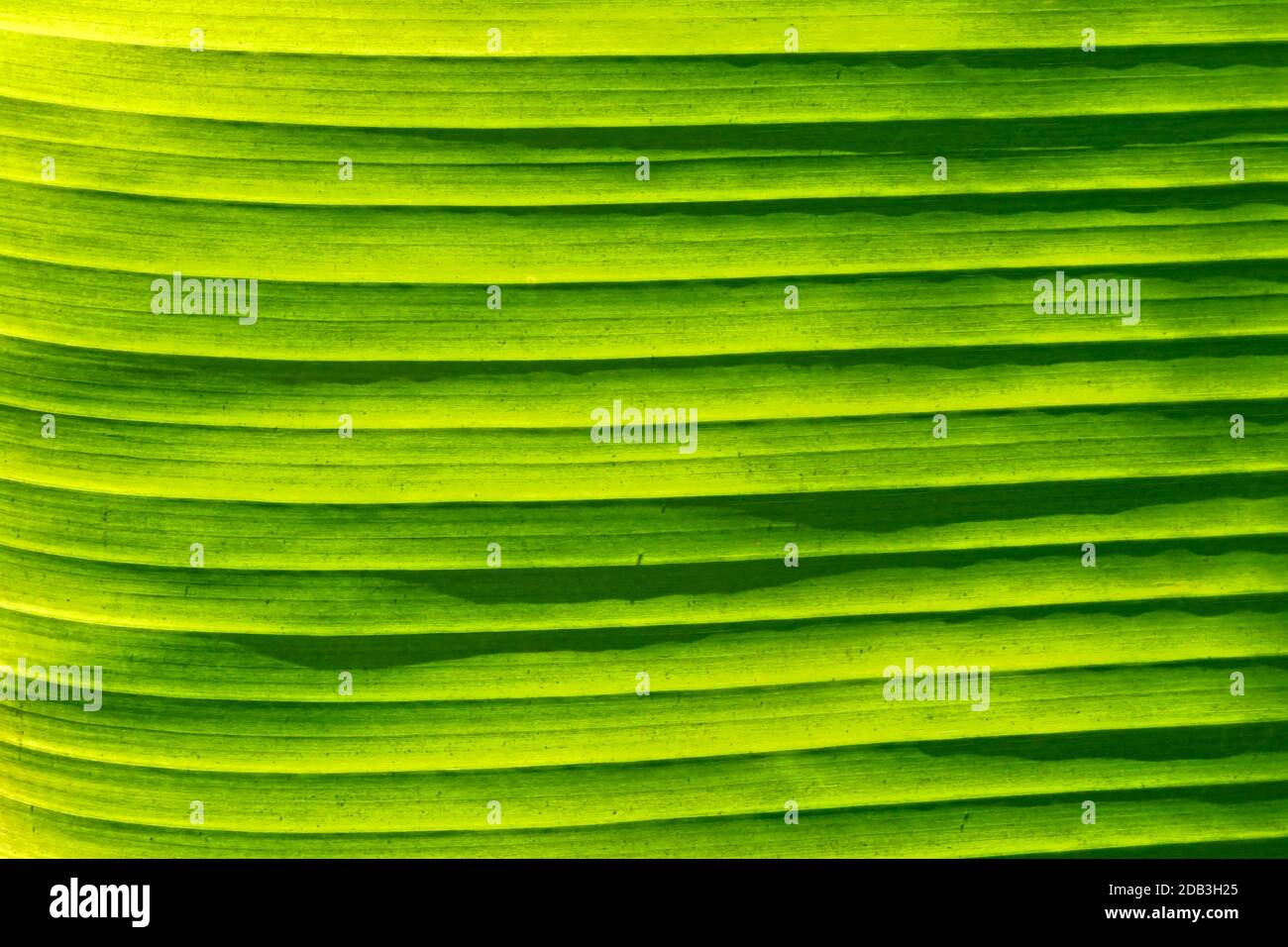 Structure of leaf hires stock photography and images Alamy