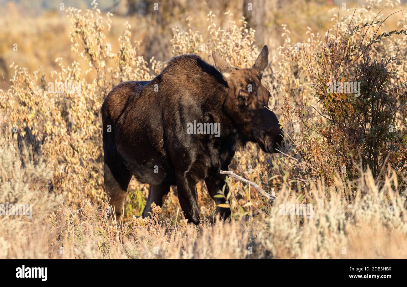 Cow Shiras Moose in Fall in Wyoming Stock Photo