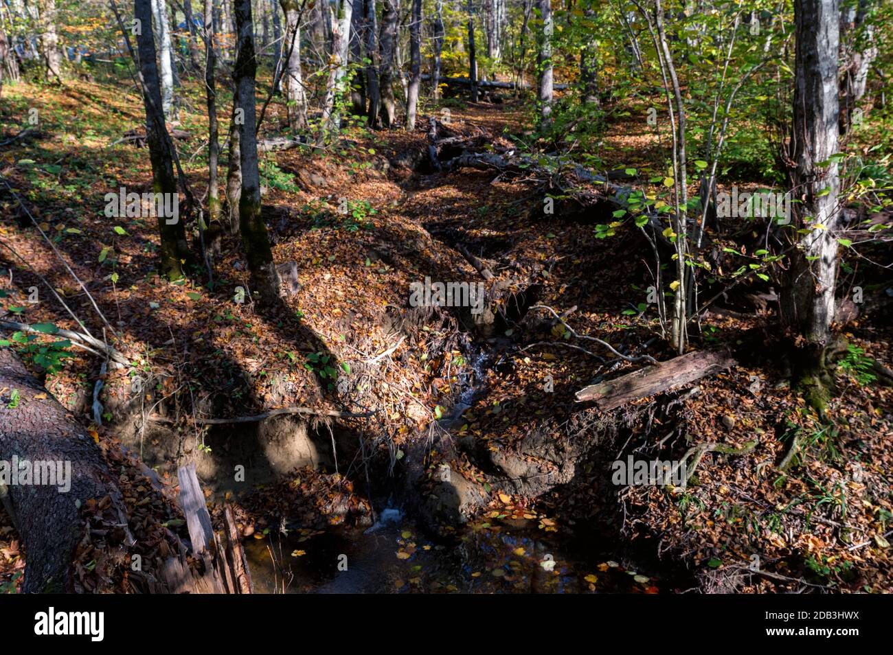 Mountain stream autumn colors hi-res stock photography and images - Alamy