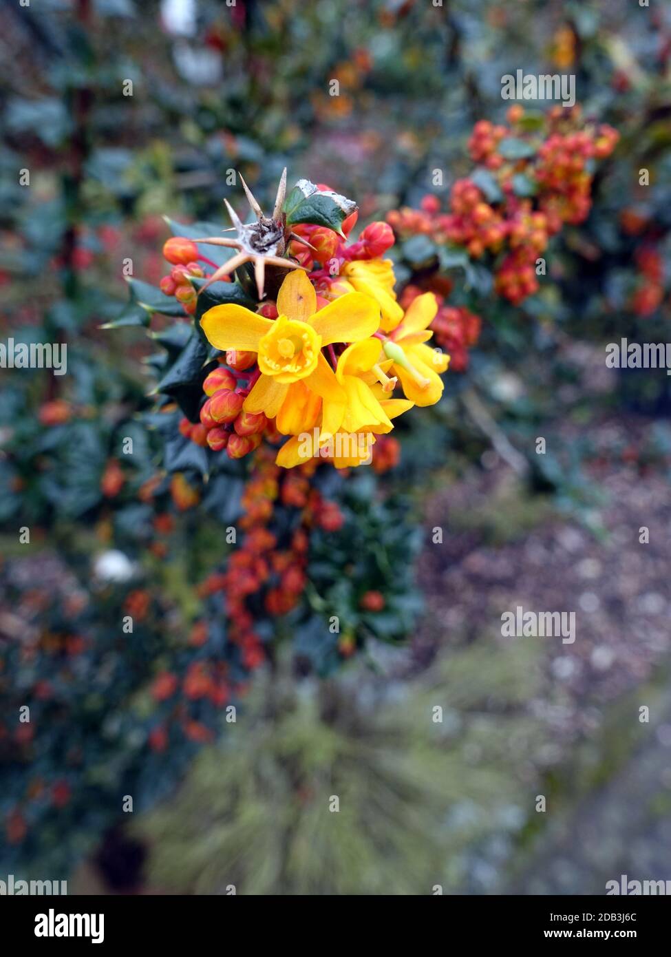 gelbe Blüten von Darwins Berberitze (Berberis darwinii), Weilerswist, Nordrhein-Westfalen, Deutschland Stock Photo