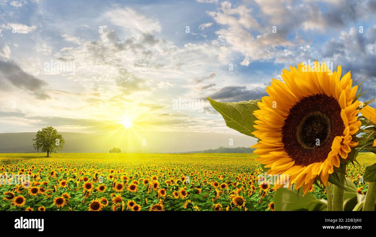 Sunflower Field Sunrise Beautiful Sunset Over Sunflower Field Stock