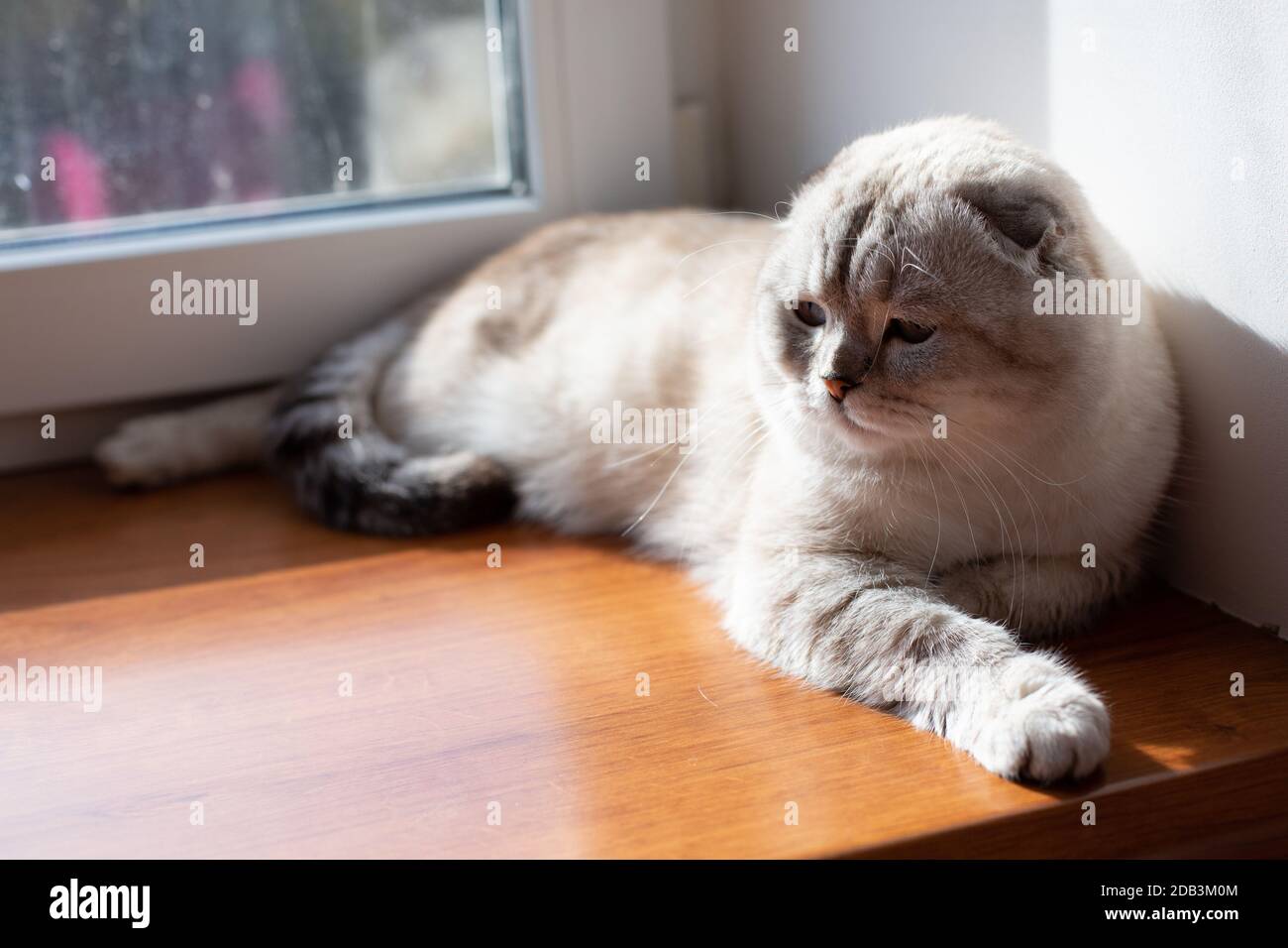 Scottish light gray cat breed. The cat is basking in the sun by the window. Relaxation concept. Stock Photo