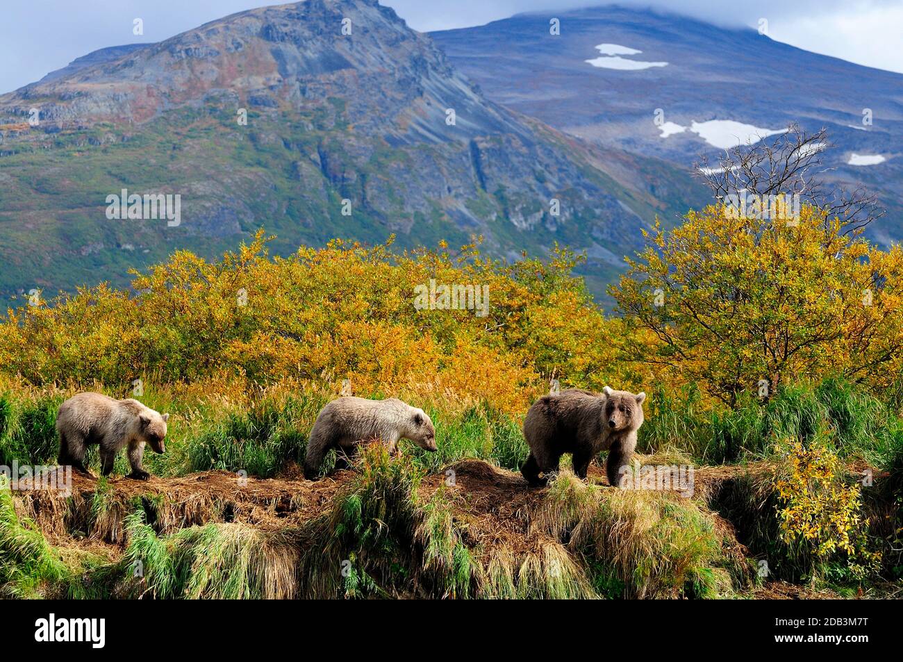 Grizzly bearsÃ‚Â (UrsusÃ‚Â arctosÃ‚Â ssp.) in Katmai National Park, Alaska, USA Stock Photo