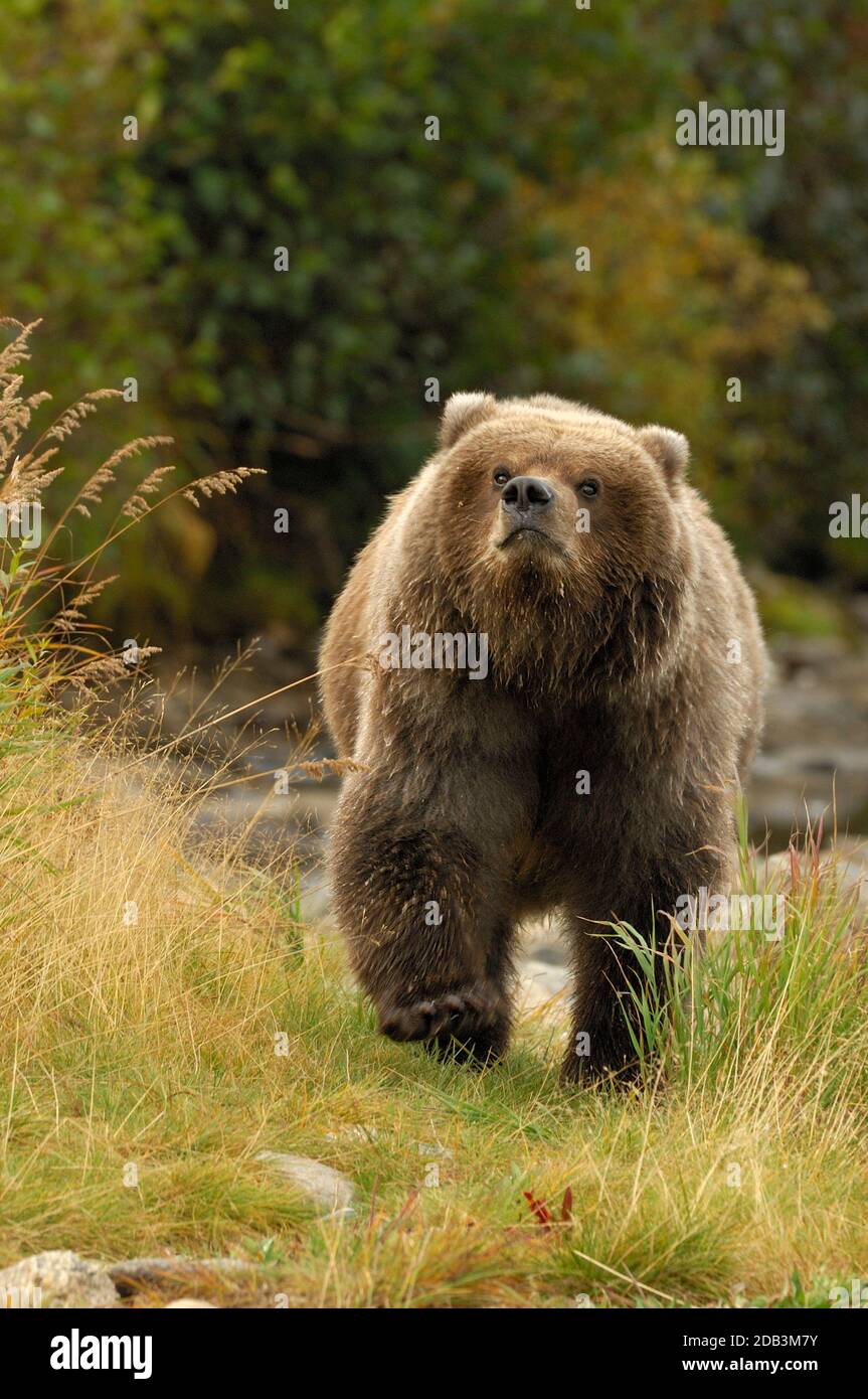 Grizzly bear (Ursus arctos ssp.) in Katmai National Park, Alaska, USA Stock Photo