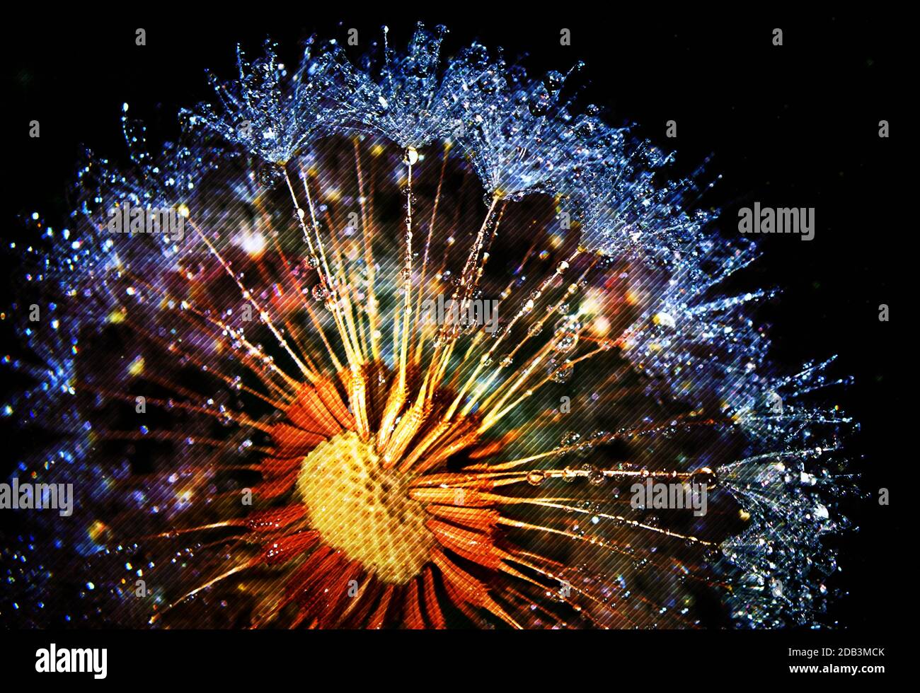 Close up of Dandelion with sparkling dew drops Stock Photo - Alamy
