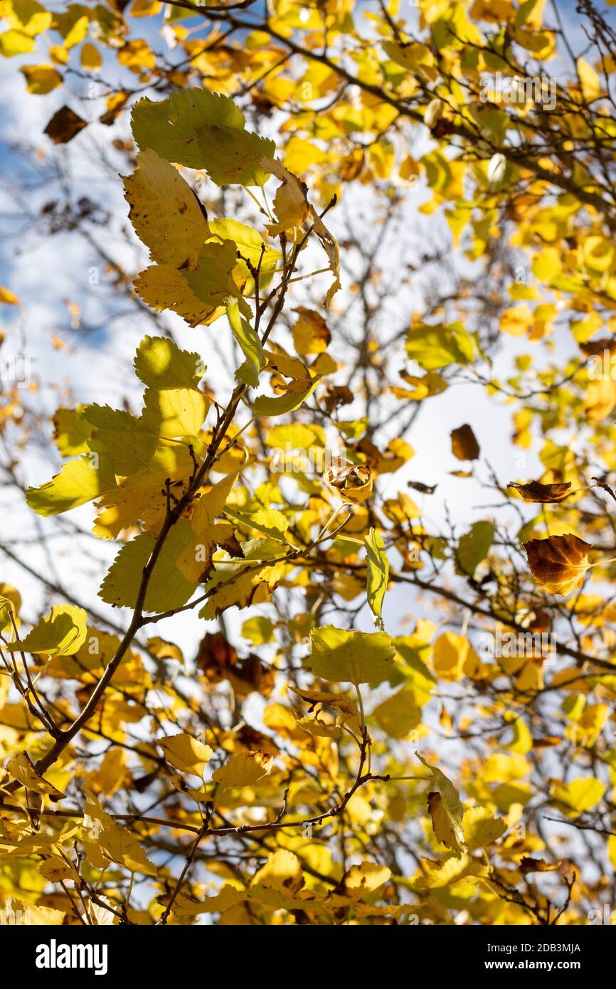 Close view of beautiful autumn tree branches over a blue sky Stock ...