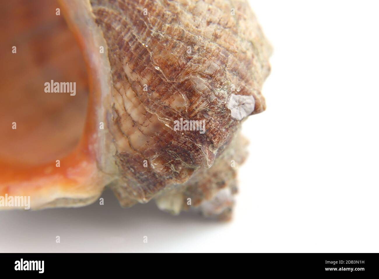Sea shell macro view texture, shallow DOF Stock Photo - Alamy