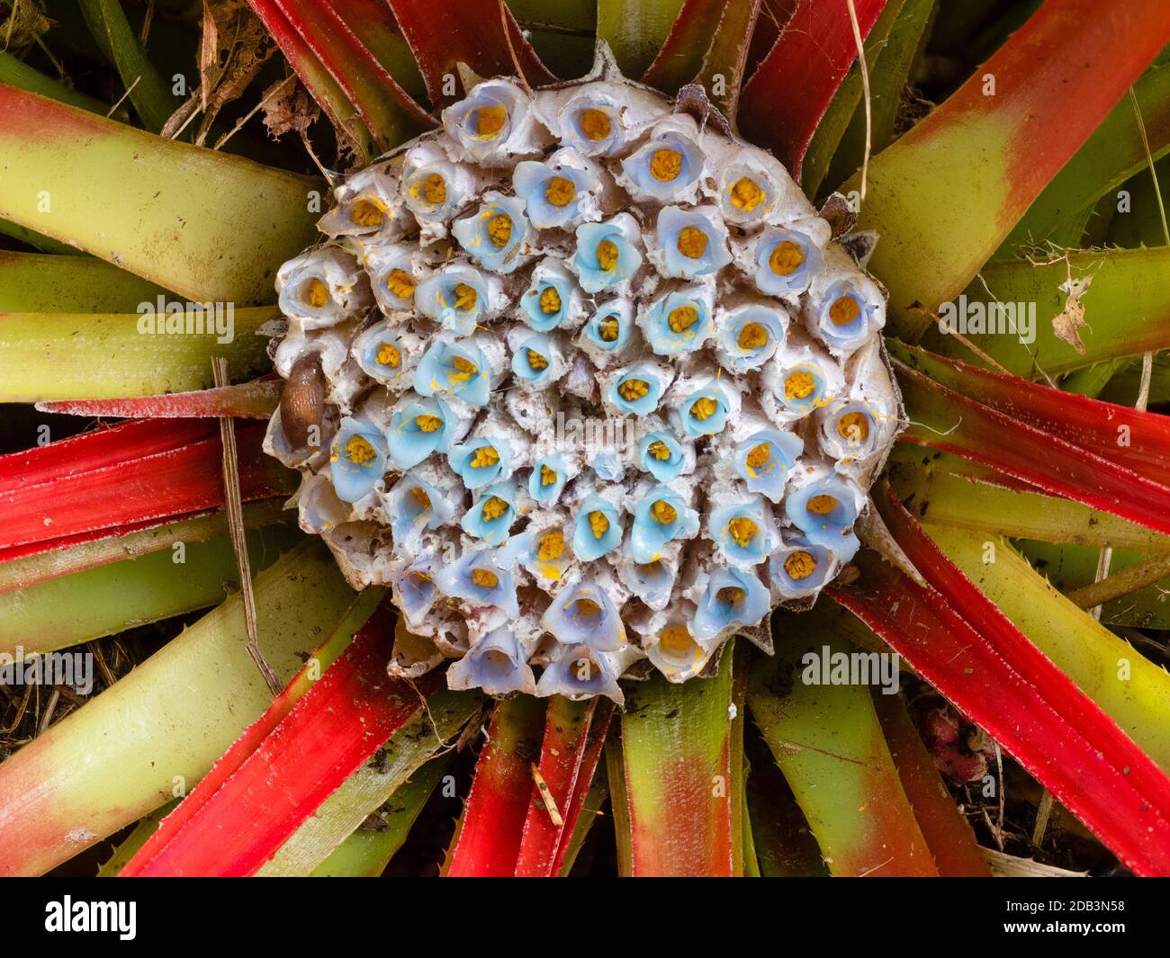 Small blue flowers in the heart of the autumn blooming hardy terrestrial bromeliad, Fascicularia bicolor Stock Photo
