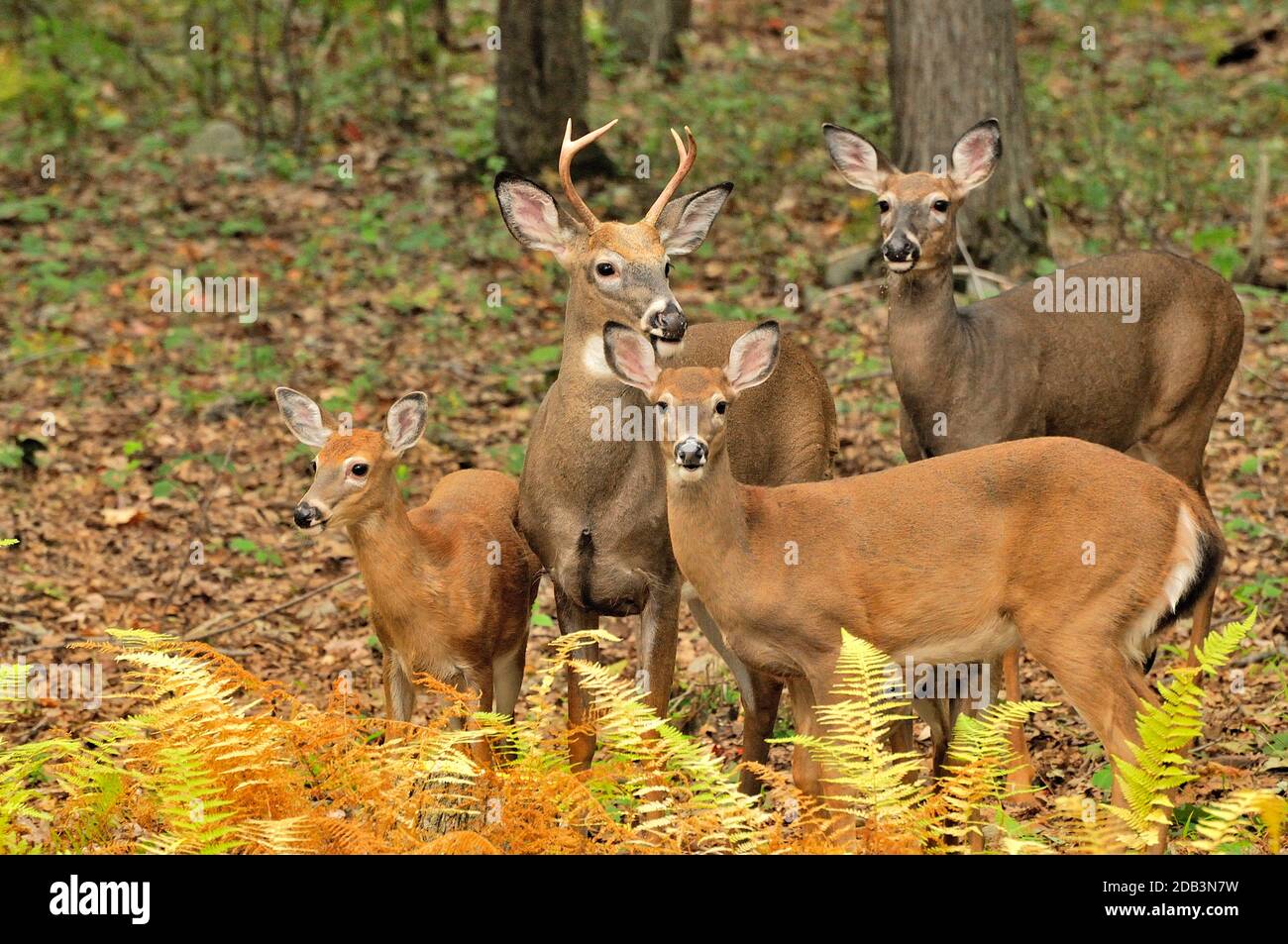 Whitetail deer family in PA Fall Stock Photo Alamy