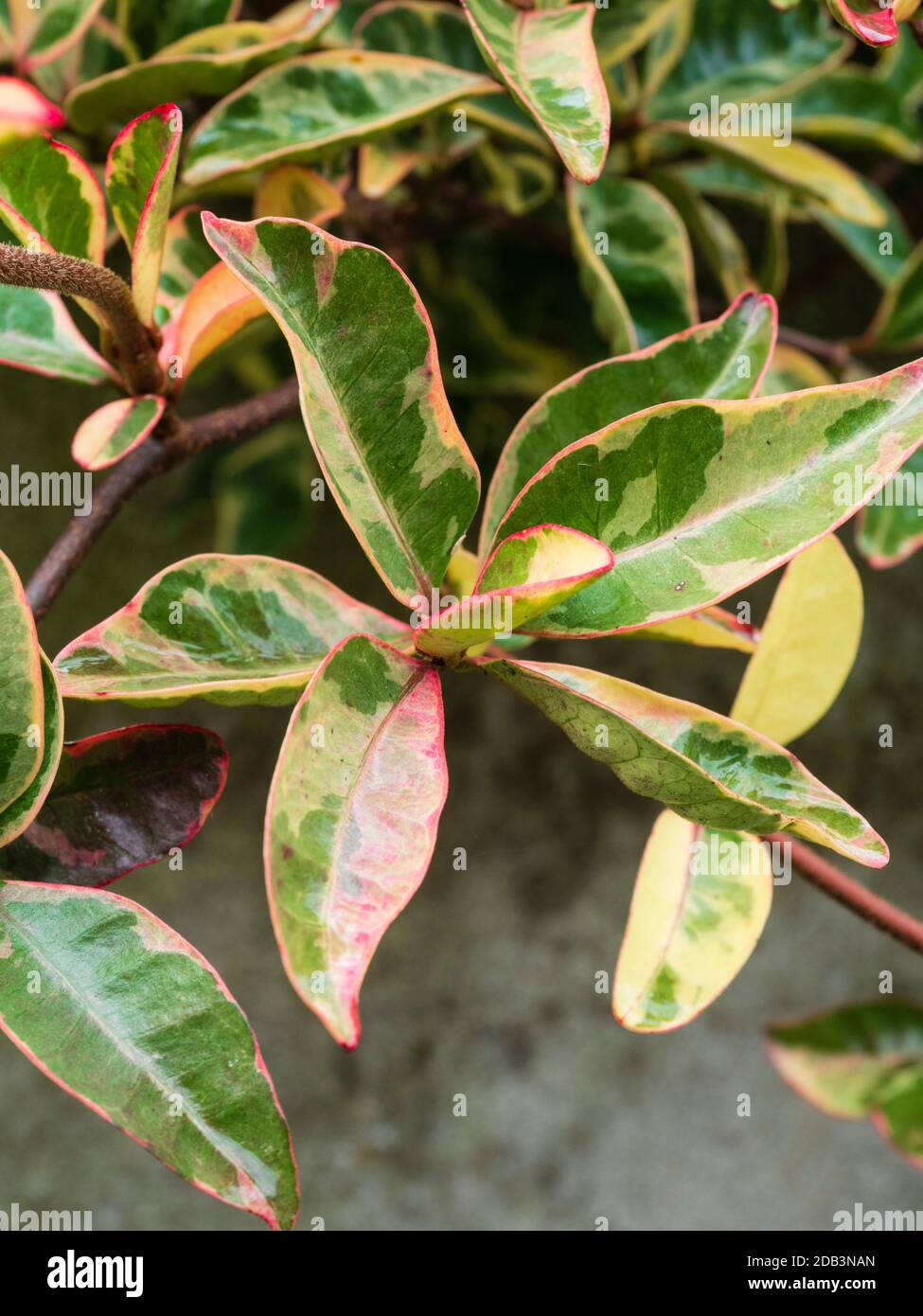 Red edged green and cream winter leaves of the evergreen hardy wall shrub Trachelospermum jasminoides 'Variegatum' Stock Photo