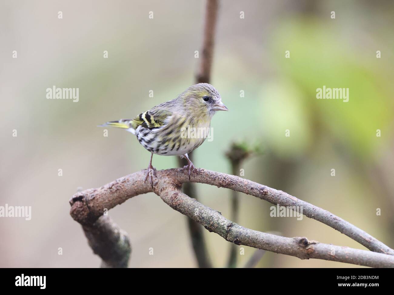 Eurasian Siskin, Carduelis spinus, in natural woodland, Mid Wales, uk Stock Photo