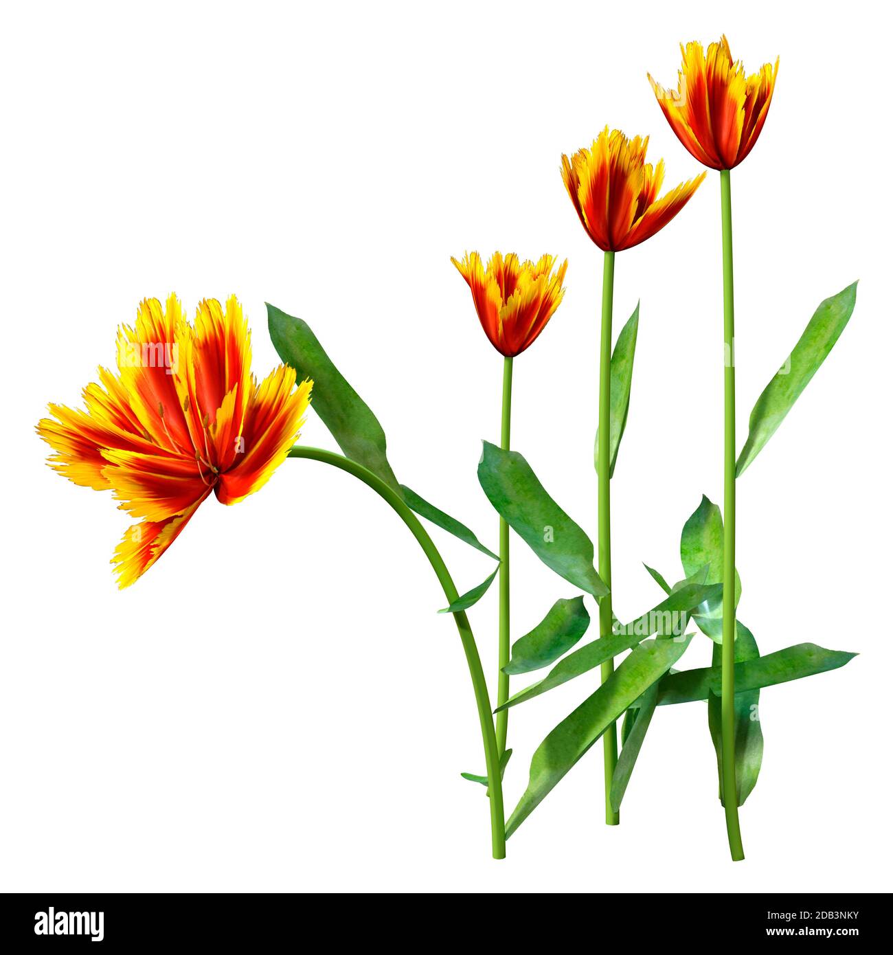 3D illustration of tulip flowers isolated on white background Stock ...