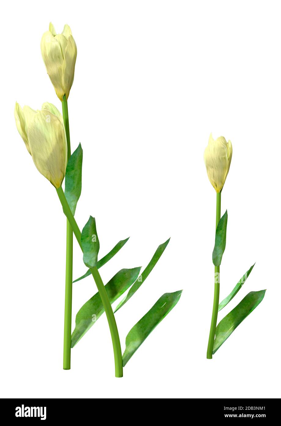 3D illustration of tulip flowers isolated on white background Stock ...