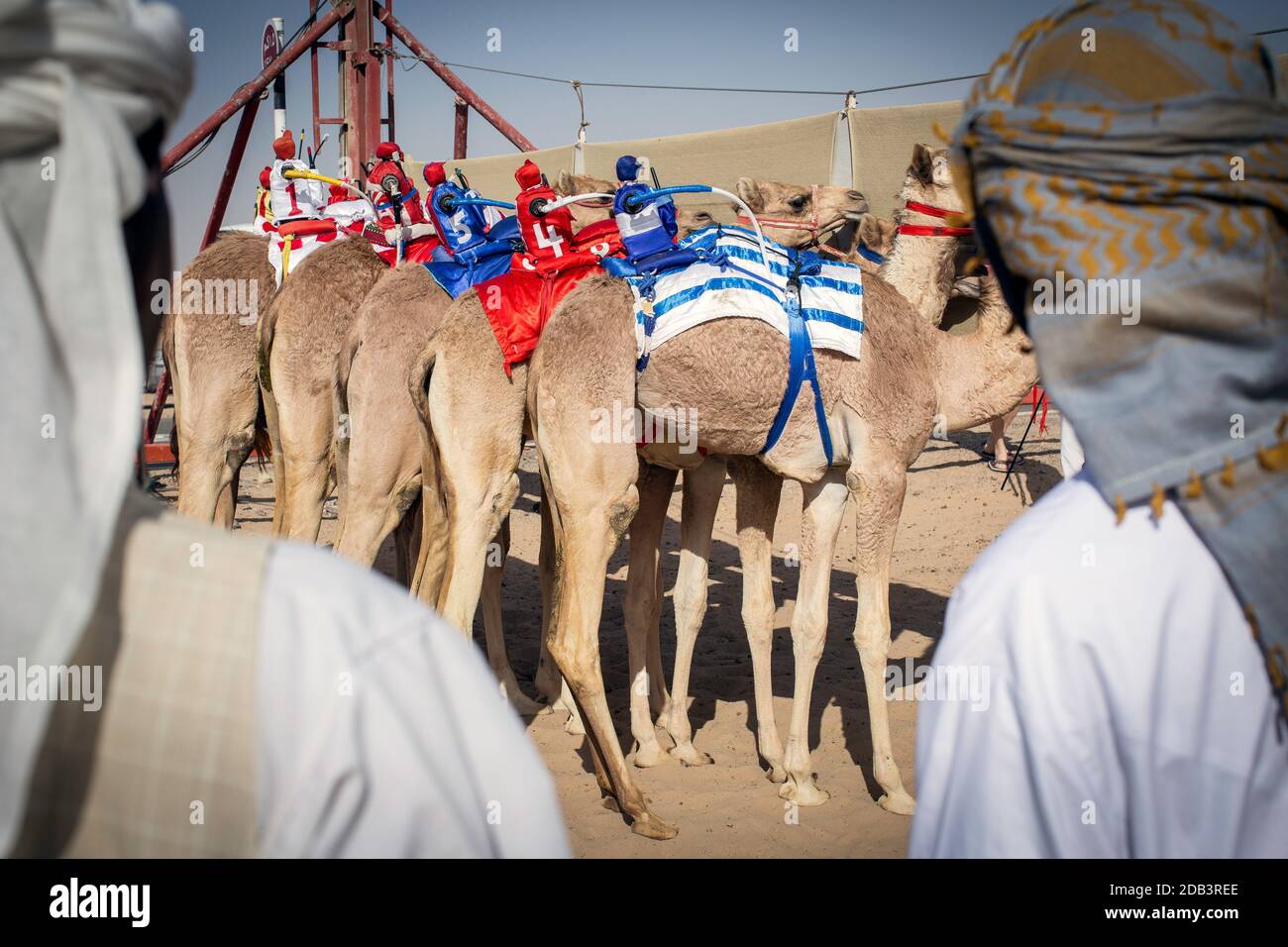 United Arab Emirates / Al Dhaid / Camel Race in Central Region of the Emirate of Sharjah in the United Arab EmiratesThe handlers also secure small ele Stock Photo