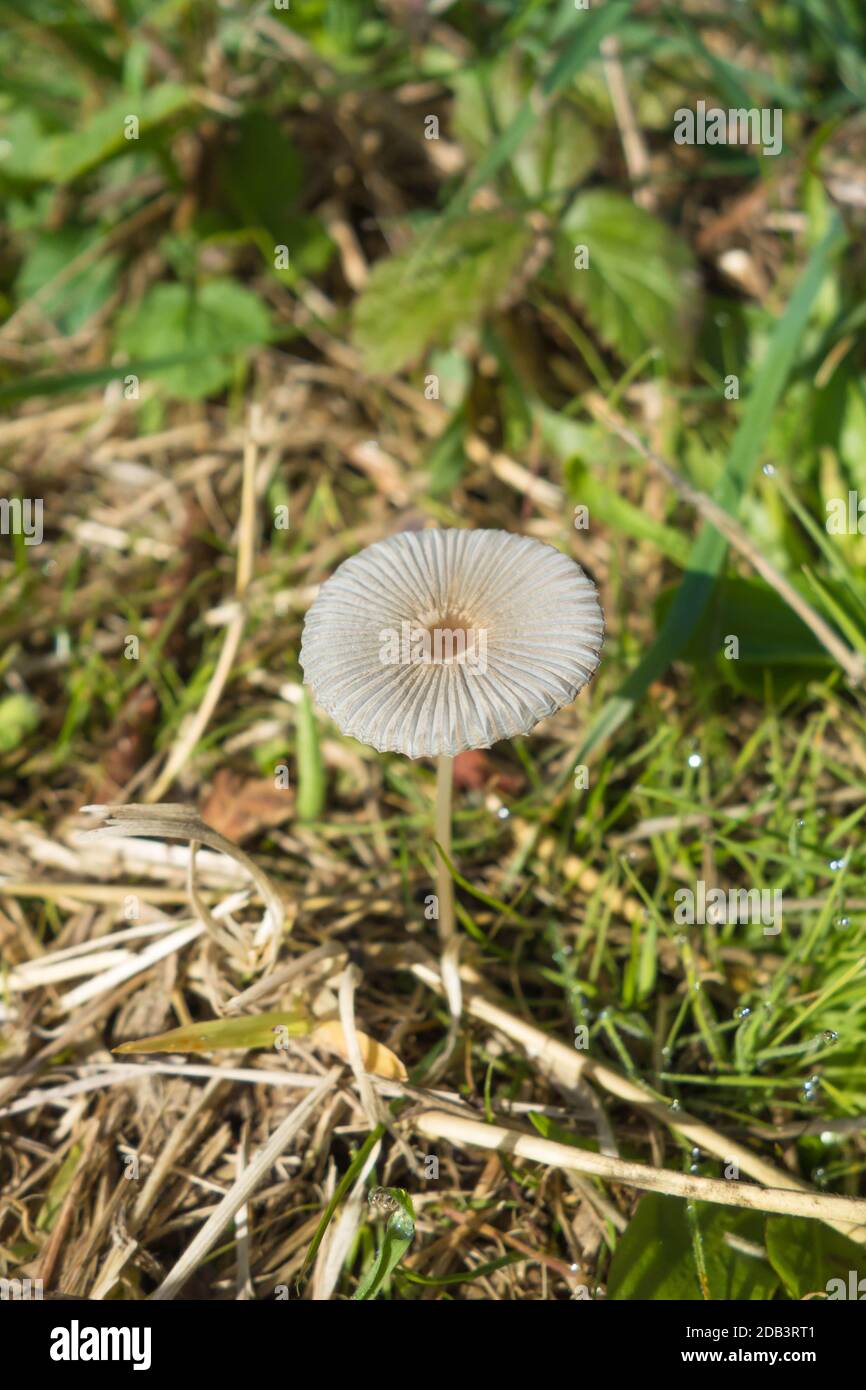 Pleated Inkcap Coprinus plicatilis (Coprinaceae) growing on a nature reserve in the Herefordshire UK countryside. October 2020 Stock Photo