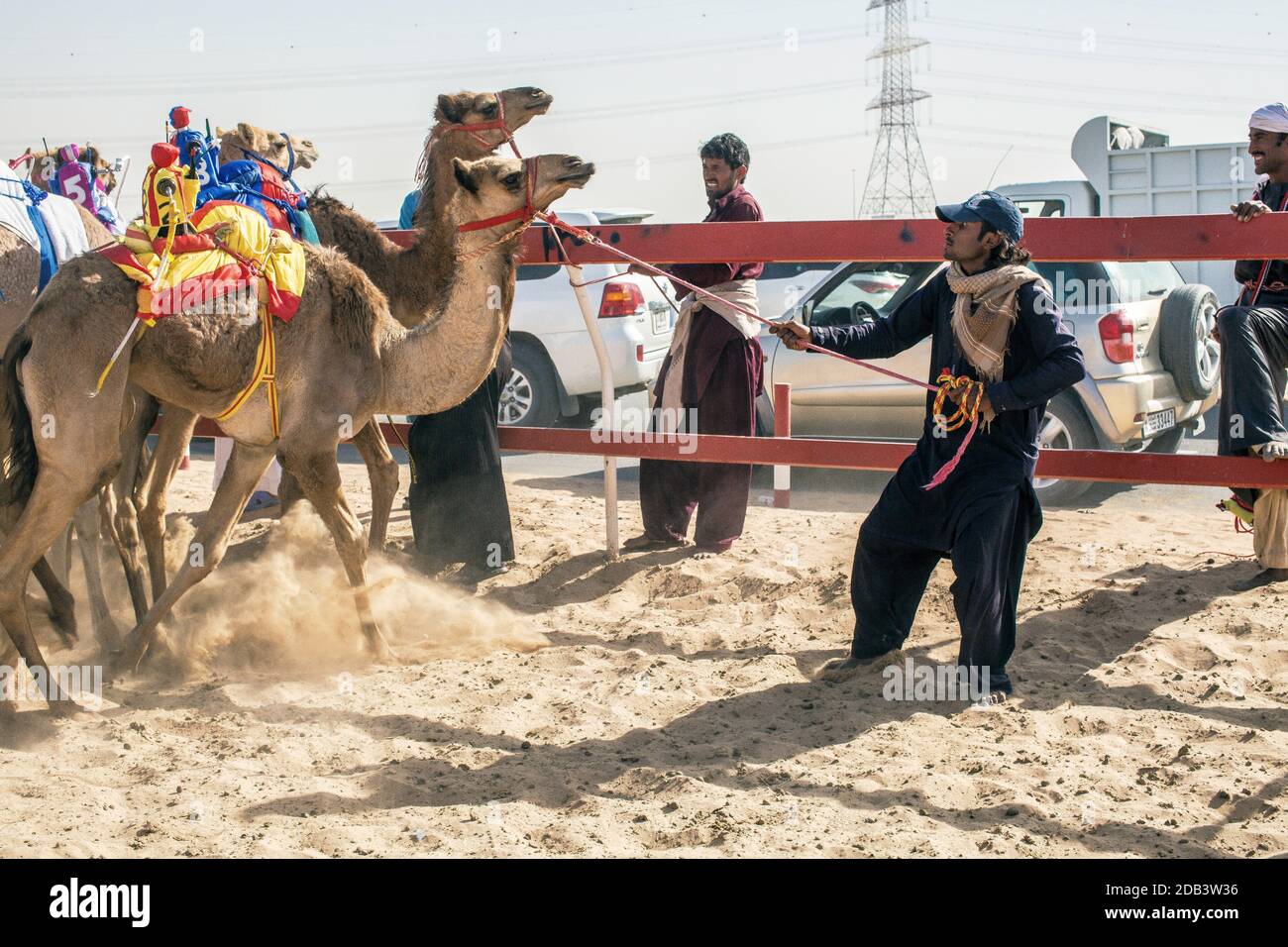 United Arab Emirates / Al Dhaid / Camel trainers at the camel racing track. Stock Photo