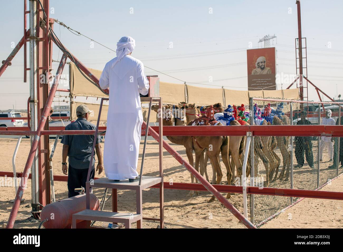 United Arab Emirates / Al Dhaid / Camel Race Track  in Central Region of the Emirate of Sharjah in the United Arab Emirates. As the races get underway Stock Photo