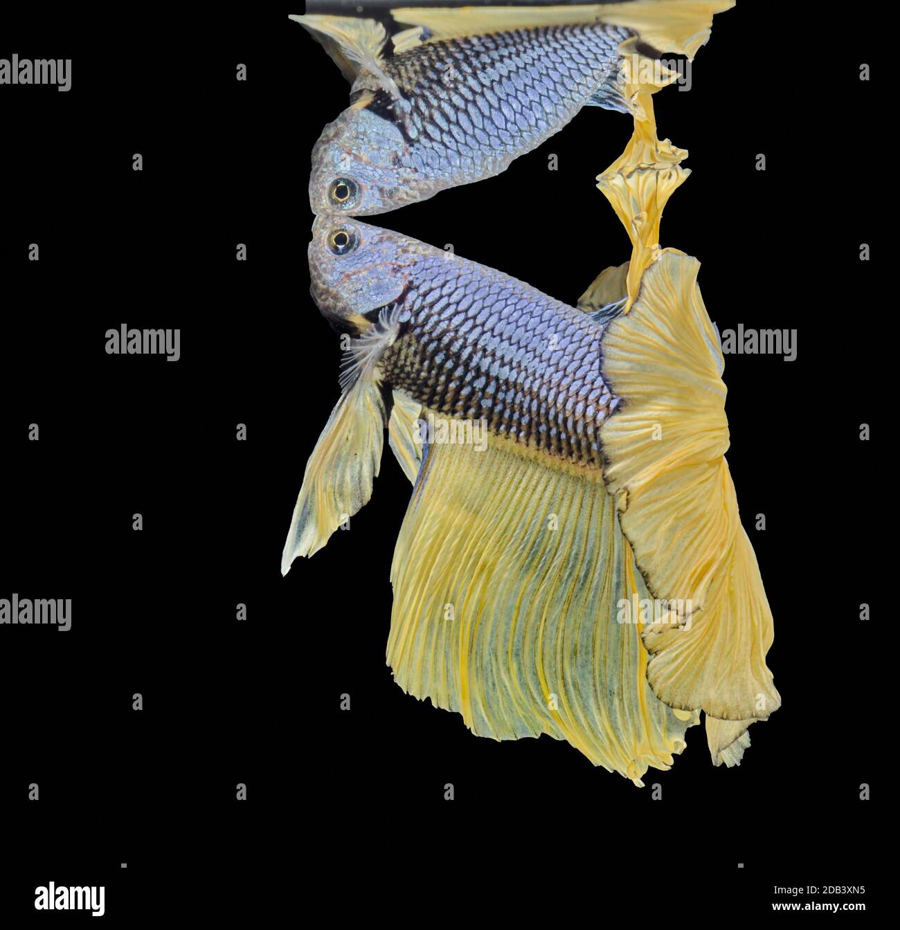 Siamese fighting fish fight yellow fish, Betta splendens, Betta fish ...