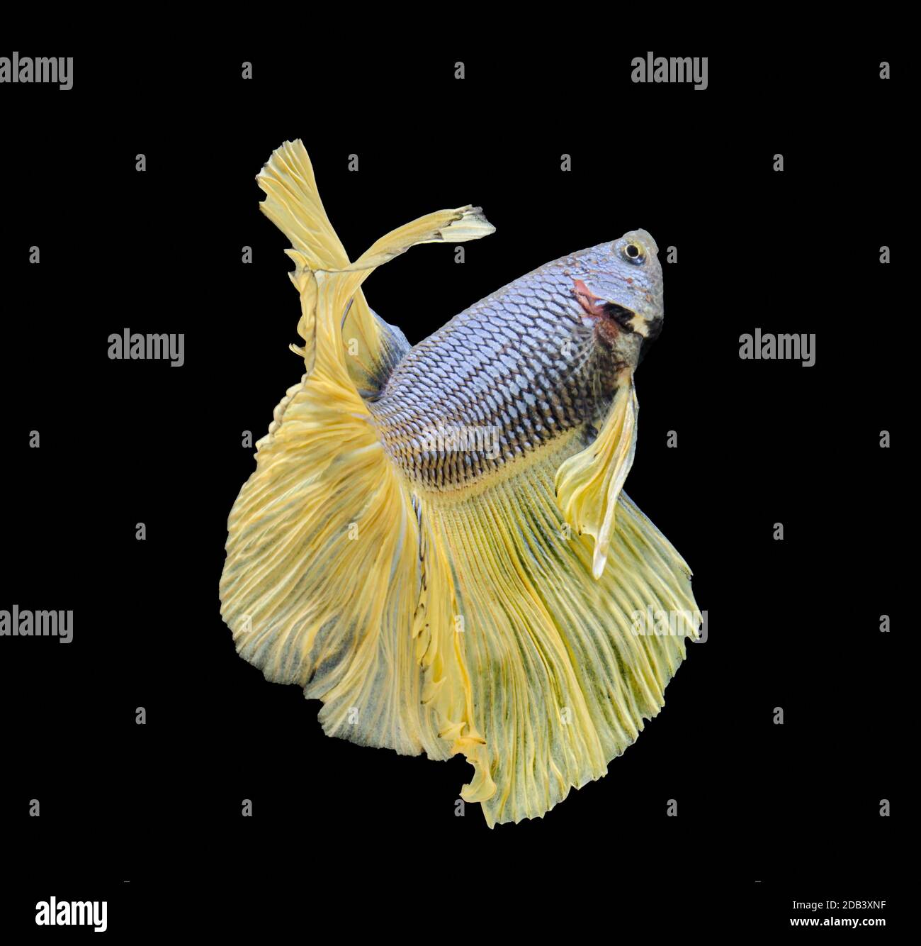 Siamese fighting fish fight yellow fish, Betta splendens, Betta fish ...