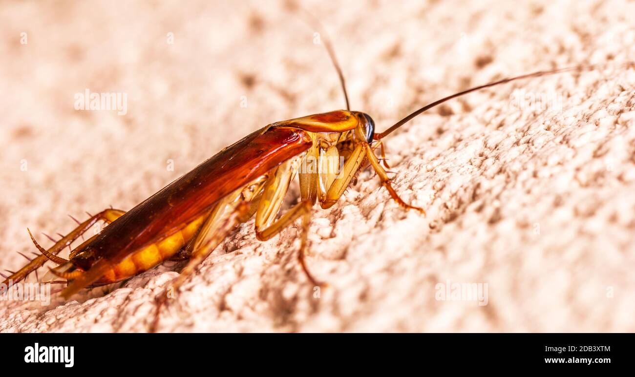 A closeup of a cockroach on the wall under the lights with a blurry ...