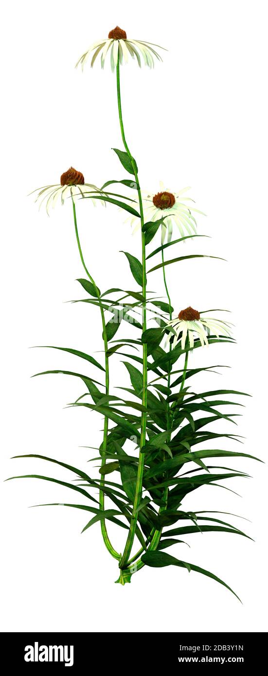 3D rendering of cone flowers isolated on white background Stock Photo