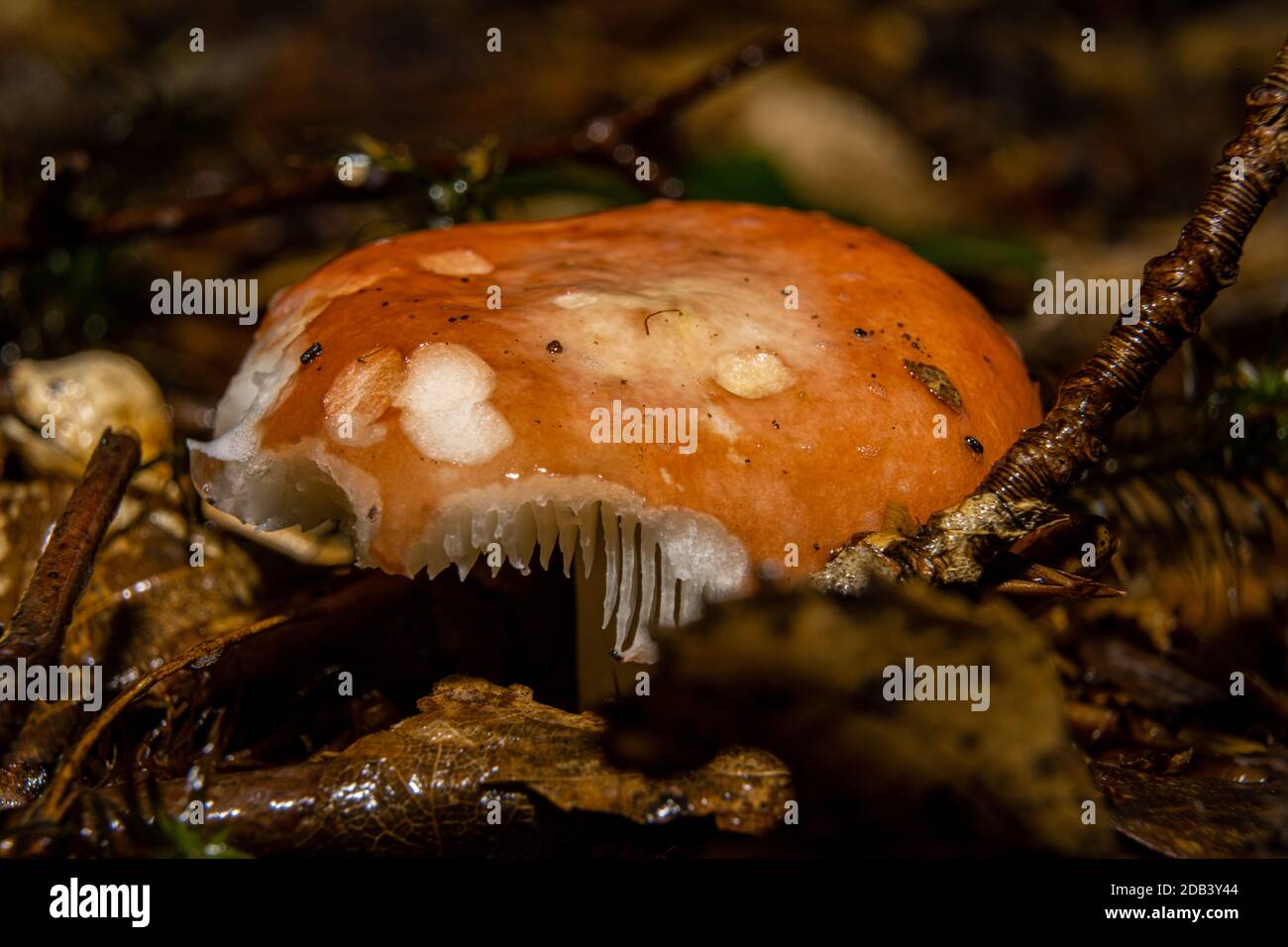 Giant fake mushrooms hi-res stock photography and images - Alamy