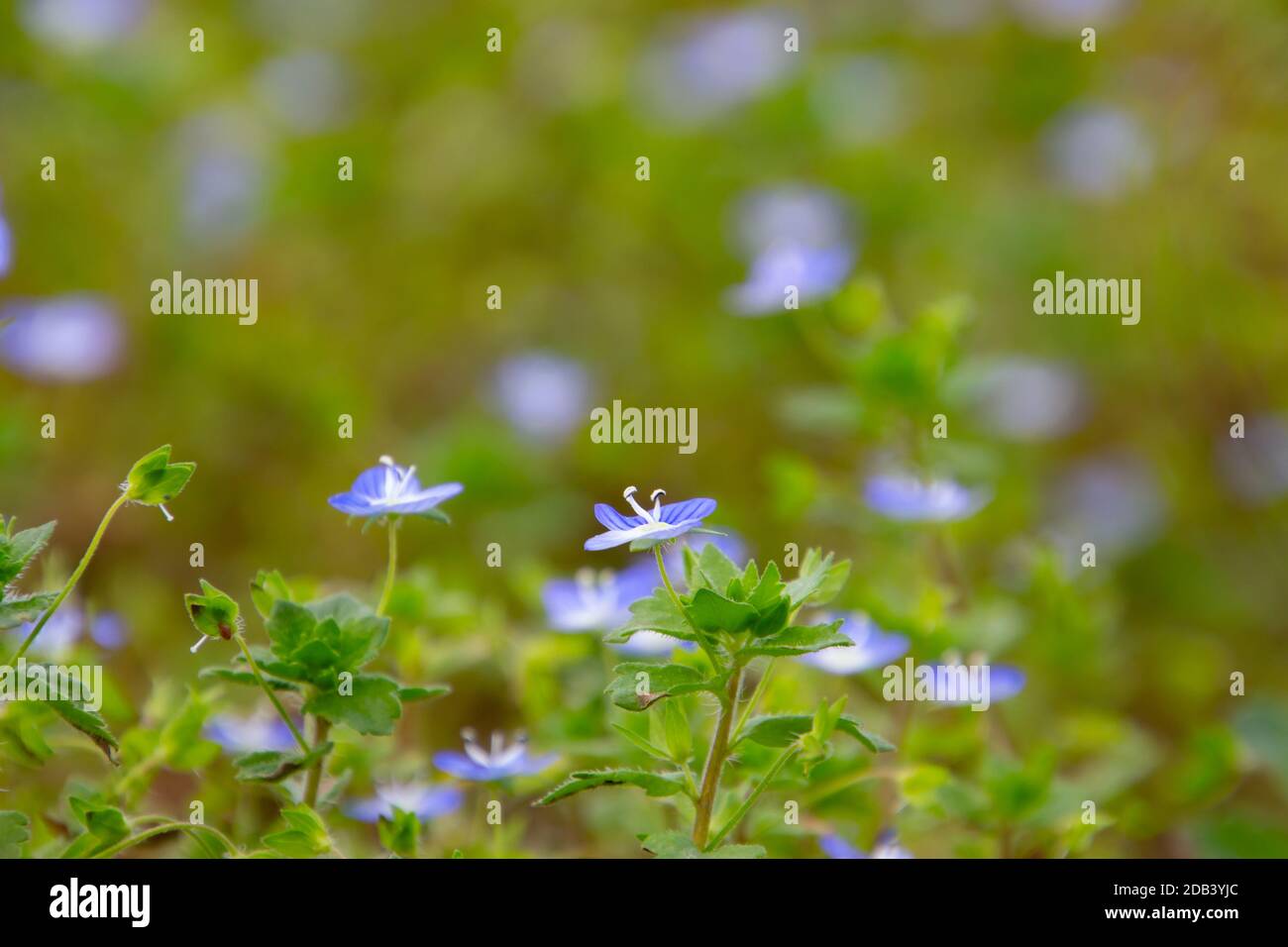 Close up of blue flowers of corn speedwell with selective focus and copy space, also called veronica arvensis or Feld Ehrenpreis Stock Photo