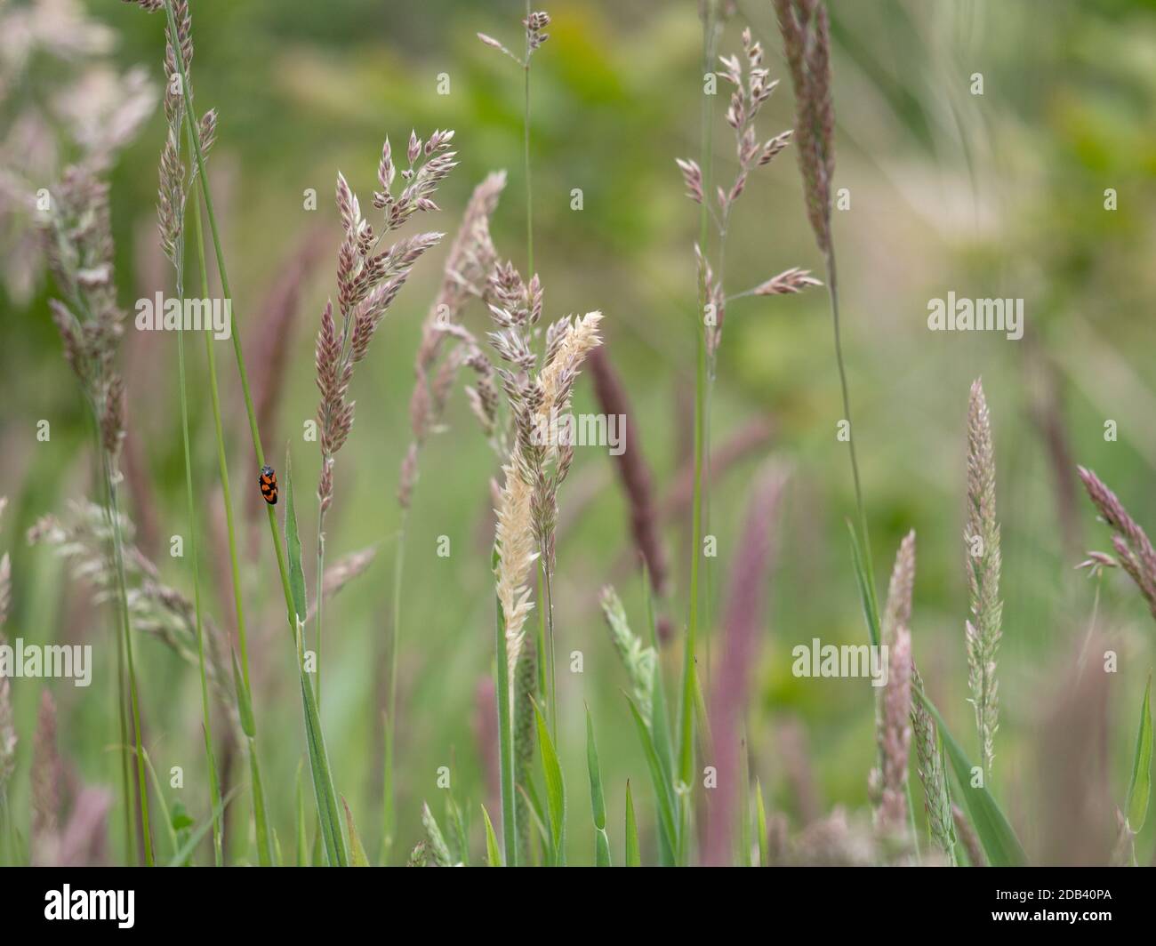 A single isolated one froghopper on stem stalk of in velvet field meadow soft Yorkshire fog grass Stock Photo